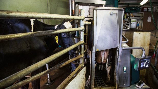 Die wartende Kuh steht im Bereich des alten Melkstands. Um die Melkbox zu platzieren, wurde ein Teil der Grube aufgefüllt. Bild: Pia Neuenschwander
