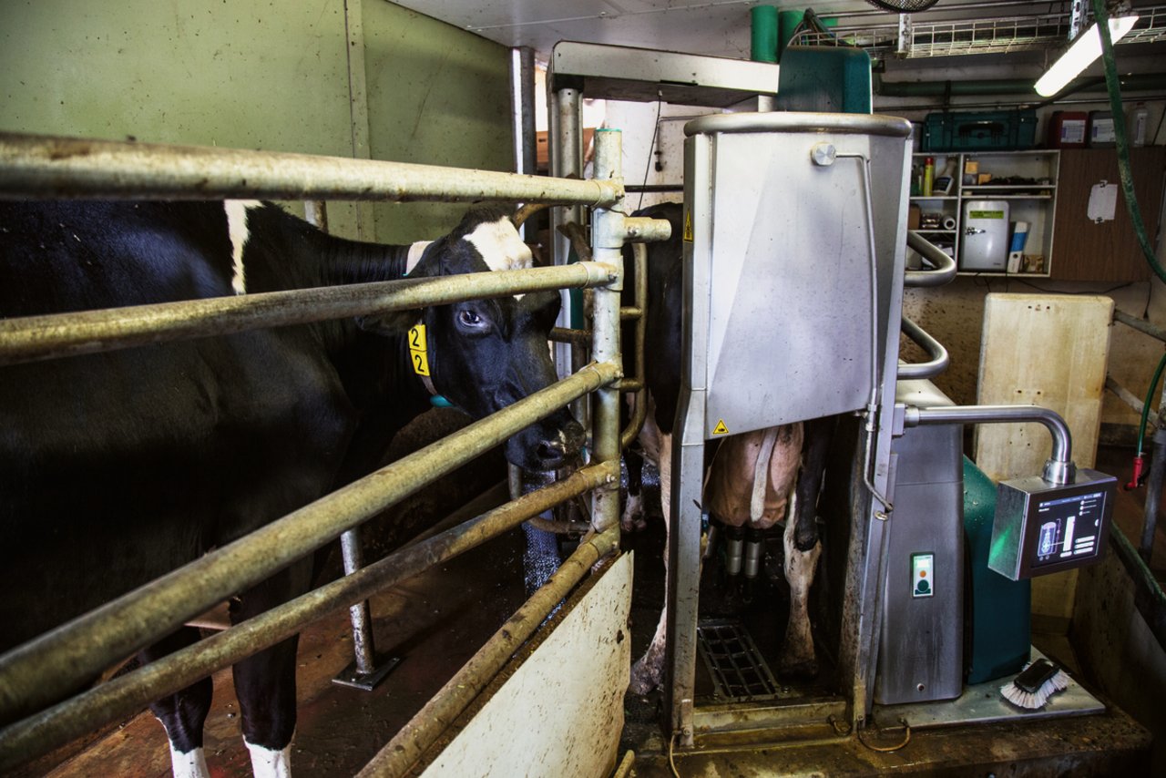 Die wartende Kuh steht im Bereich des alten Melkstands. Um die Melkbox zu platzieren, wurde ein Teil der Grube aufgefüllt. Bild: Pia Neuenschwander