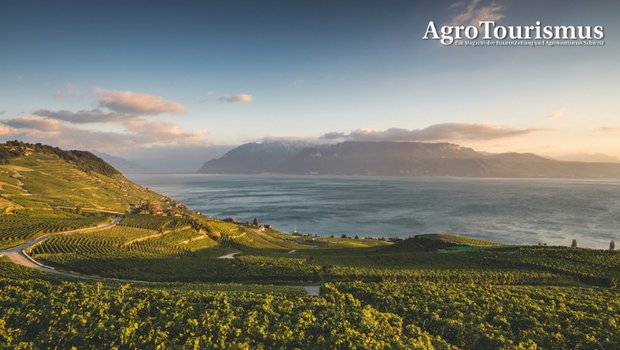 Die wunderschöne Weinbauregion Lavaux zwischen Lausanne und Vevey gehört zum Unesco-Weltkulturerbe. (Bild Schweiz Tourismus/Ivo Scholz)