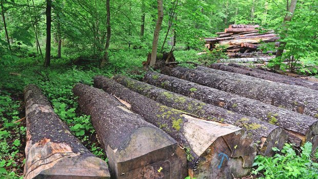 Nur die untersten sechs bis acht Meter eines Stammes eignen sich als Wertholz.