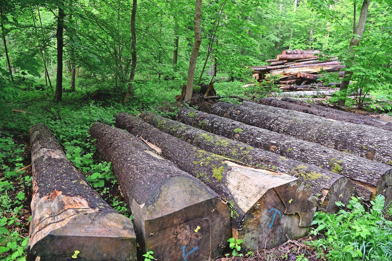Nur die untersten sechs bis acht Meter eines Stammes eignen sich als Wertholz.