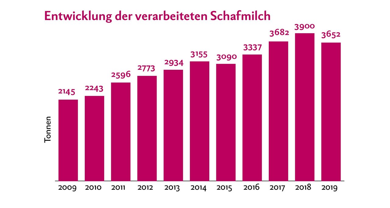 Etwas mehr als die Hälfte der verarbeiteten Schafmilch wurde 2019 verkäst, der andere Teil ist Konsum-Milch und übrige Frischmilch-Produkte. Quelle: TSM Treuhand