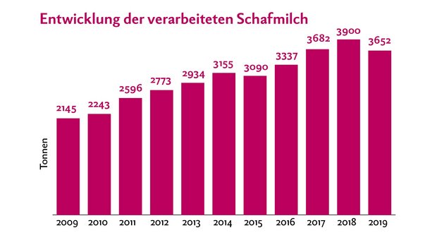 Etwas mehr als die Hälfte der verarbeiteten Schafmilch wurde 2019 verkäst, der andere Teil ist Konsum-Milch und übrige Frischmilch-Produkte. Quelle: TSM Treuhand