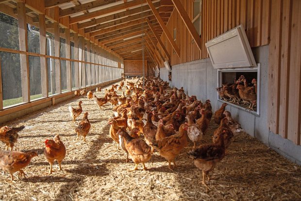 Ab dem 21. Lebenstag Ab dem 21. Lebenstag öffnet Ruedi Stucki die Klappen und das Geflügel kann in den überdachten und eingenetzten Aussenklimabereich.