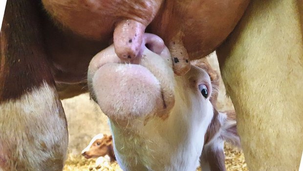 Eutergesundheit Mutterkuh Ein Kalb streckt den Kopf, um an der Zitze zu saugen.