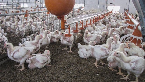 In der Pouletmast ist es eine grosse Herausforderung, dass die Einstreu bis am Schluss locker bleibt. Bild: Aviforum