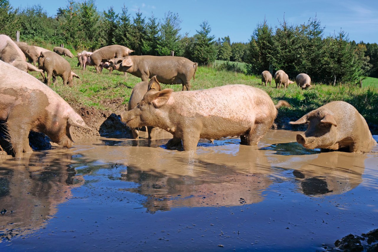 Wenn es der Boden zulässt, dürfen die Sauen einmal pro Woche auf die Weide. Auch der Eber ist immer mit von der Partie. Bild: Martina Rüegger