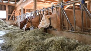 Der Raufutterverband ist überzeugt, dass Schweizer Rinder im Winter 2023 nicht hungern müssen.