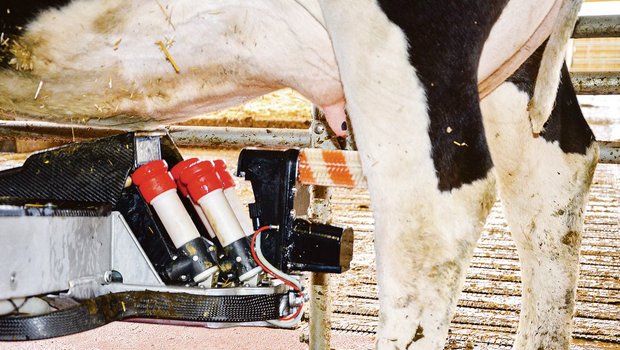 Die Technik der Melkroboter ist heute so weit fortgeschritten, dass fast jede Kuh damit gemolken werden kann.(Bild BauZ)