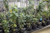 Agroscope wendet die "Fast-Track"-Methode an. Damit dauert eine Apfel-Generation zweieinhalb Jahre statt vier bis fünf. Bild: Gian Vaitl 