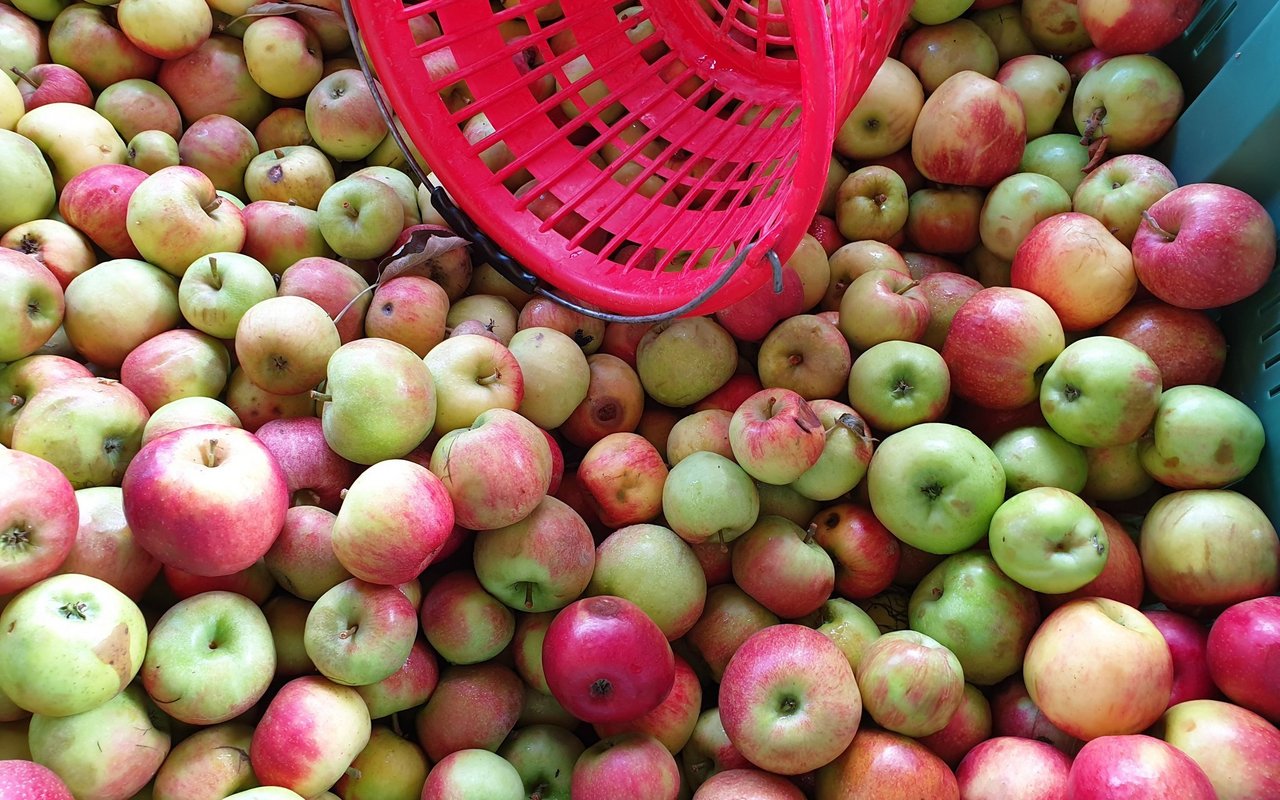 Diese Mostäpfel in Harasse sind parat zum Mosten.