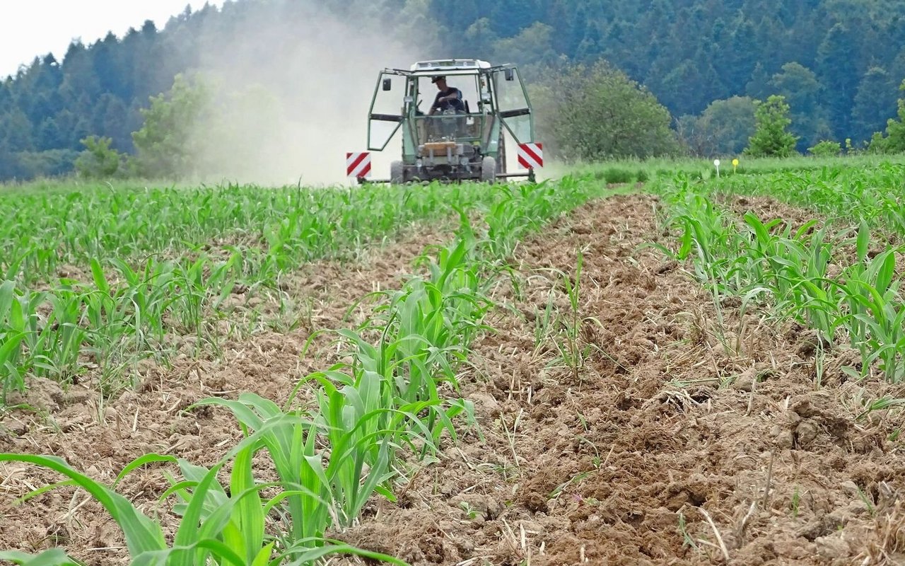 Auch im Maisanbau führen viele Wege nach Rom. Anbautechnikversuche helfen bei der Entscheidungsfindung.Bild: Liebegg