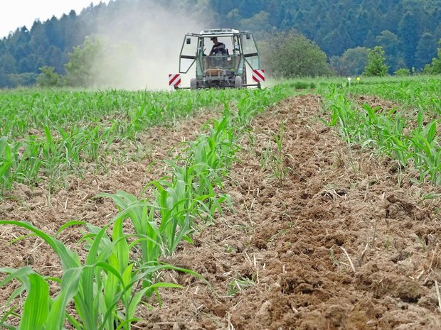 Auch im Maisanbau führen viele Wege nach Rom. Anbautechnikversuche helfen bei der Entscheidungsfindung.Bild: Liebegg