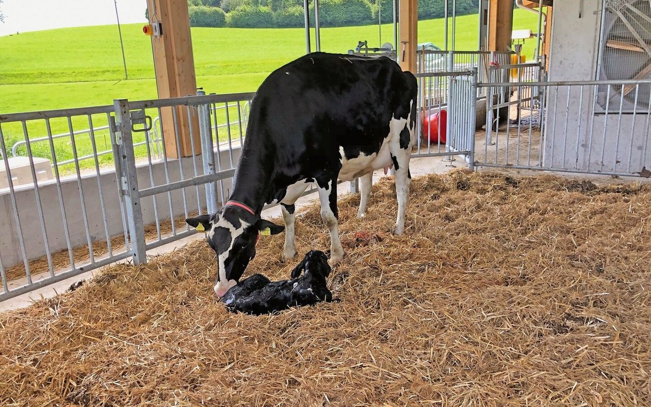 Eine Kuh leckt ihr Kalb in der Abkalbebucht.