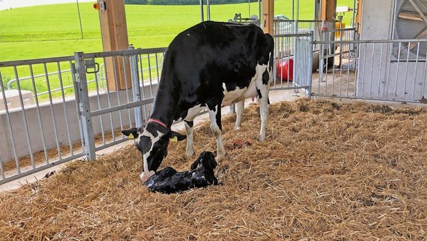 Eine Kuh leckt ihr Kalb in der Abkalbebucht.