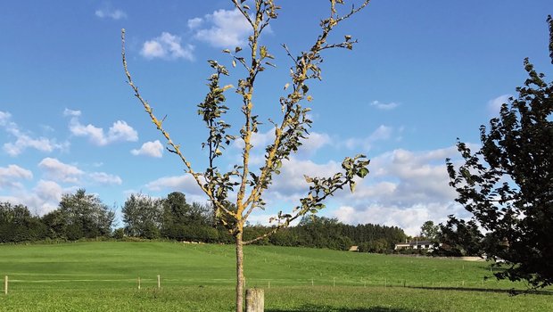 Durch Mäuse geschädigter, vergreister Obstbaum. Bild: Philipp Gut