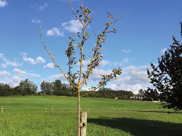 Jetzt Hochstamm-Obstbäume pflanzen Durch Mäuse geschädigter, vergreister Obstbaum. Bild: Philipp Gut