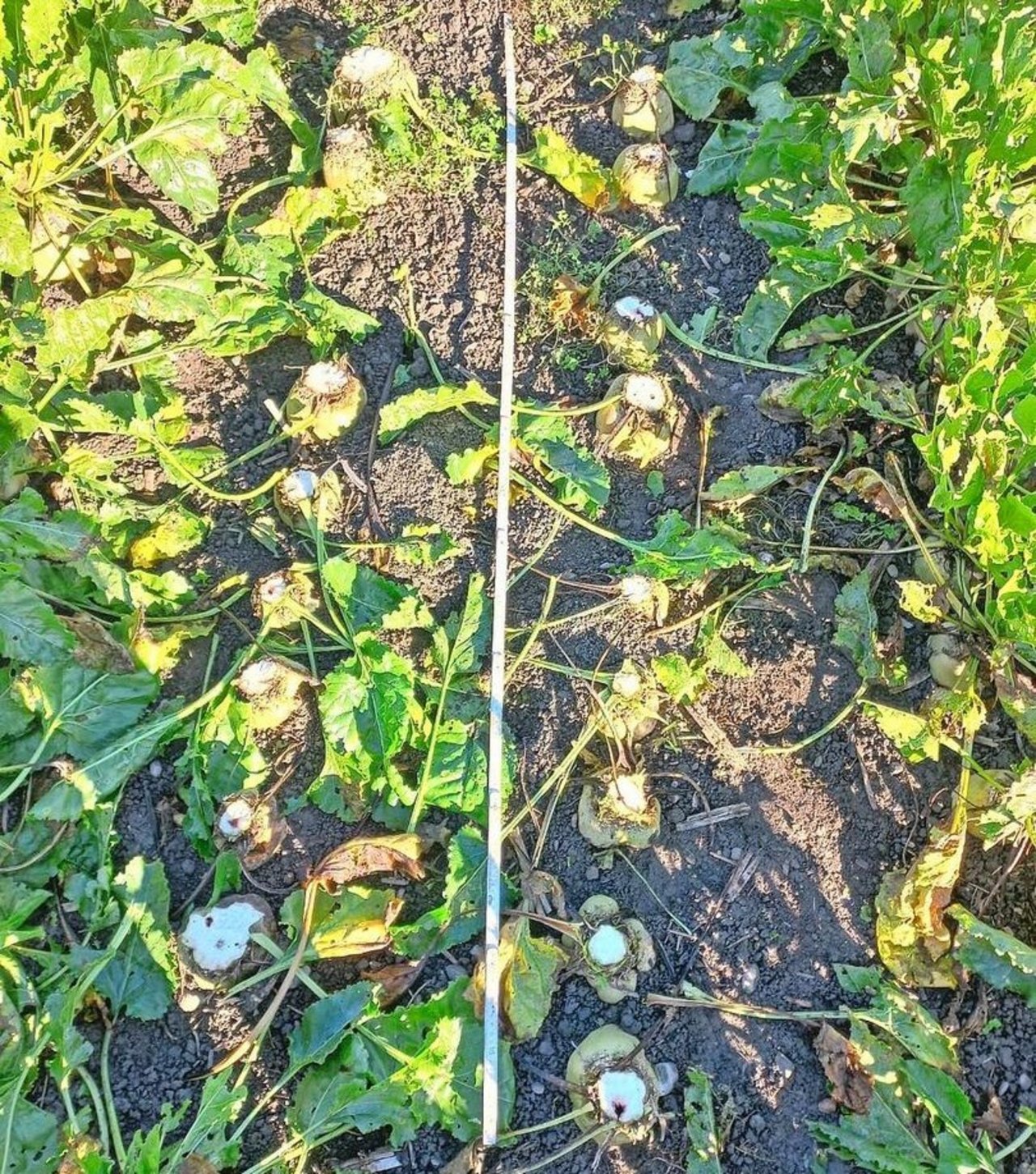 Für die Stichprobe wurden von jeder Sorte aus beiden Bodenbearbeitungsverfahren jeweils zwei Reihen Rüben auf einer Länge von zwei Metern geerntet.