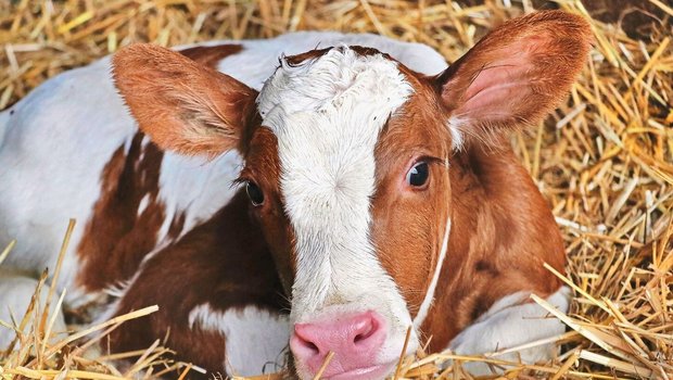 Kolostru,versorgung des Kalbs Ein Kalb liegt im Stroh.
