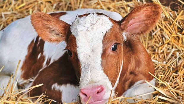 Ein Kalb liegt im Stroh.