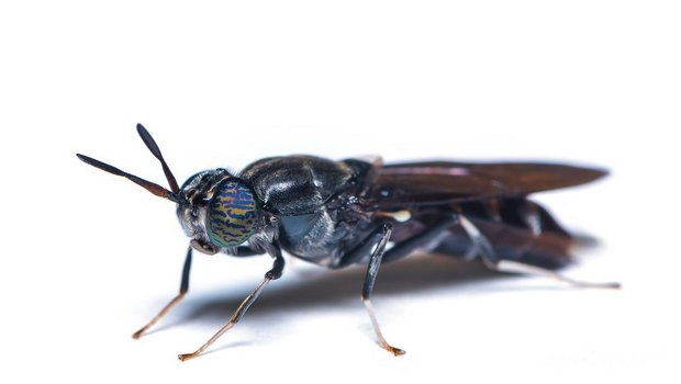 Eine ausgewachsene Schwarze Soldatenfliege