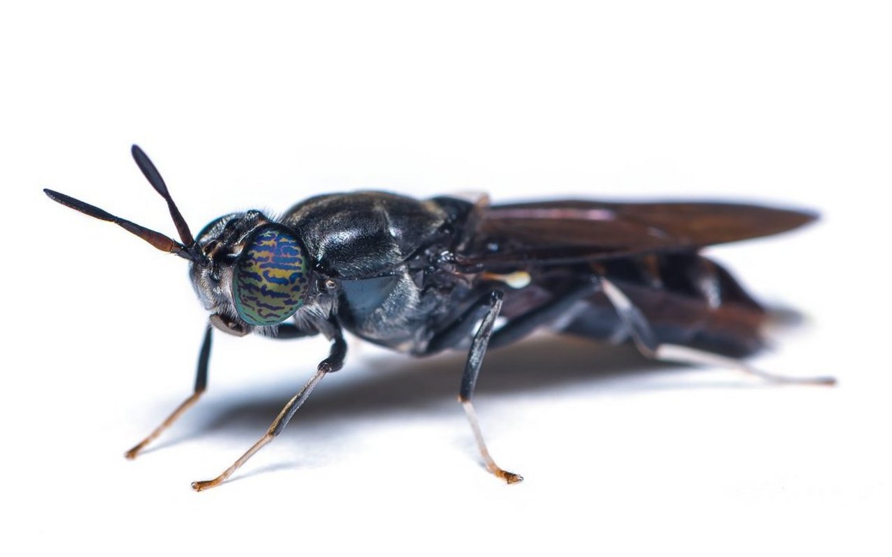 Eine ausgewachsene Schwarze Soldatenfliege