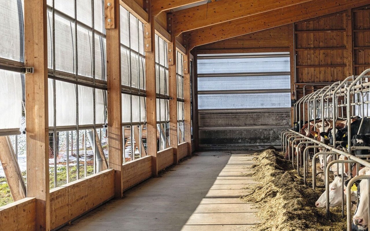 Links ist die Stallwand zur Hälfte offen, zur Hälfte von Windschutznetzen verschlossen. Rechts vom Stallgang ist der Futtertisch, auf dem Heu liegt. Die Kühe strecken die Köpfe durch das Gitter und fressen.