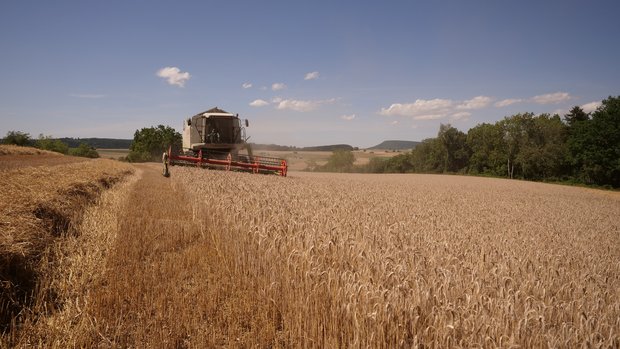 Trotz der Trockenheit wurden im Jahr 2022 deutlich bessere Weizen-erträge erreicht als im Nässejahr 2021.
