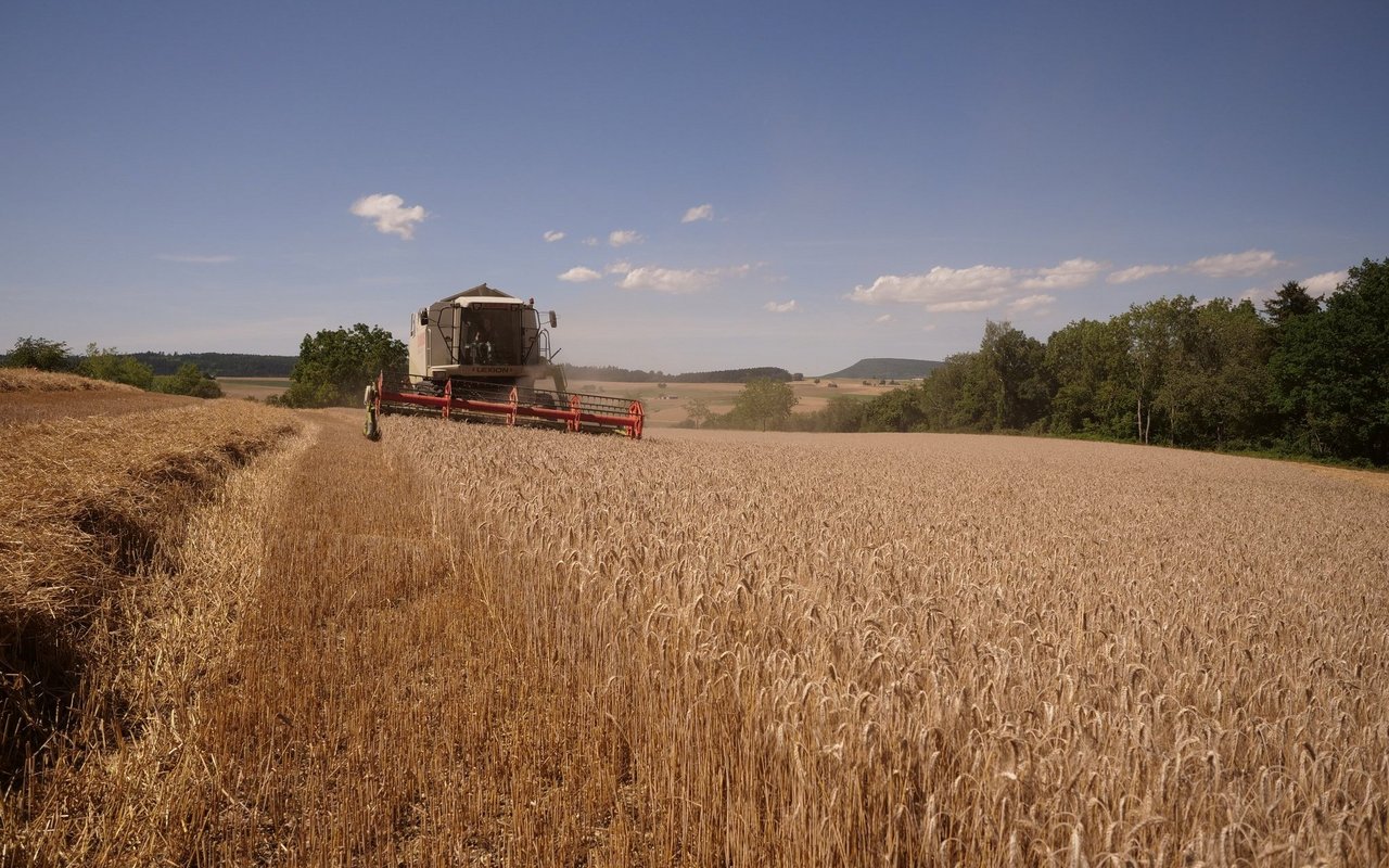 Trotz der Trockenheit wurden im Jahr 2022 deutlich bessere Weizen-erträge erreicht als im Nässejahr 2021. 