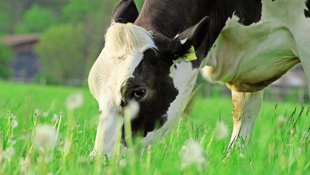 Mit der richtigen Fütterung und einer langen Nutzungsdauer seien Kühe mit 6000 Litern Milch ähnlich profitabel wie solche mit 9000 Litern.