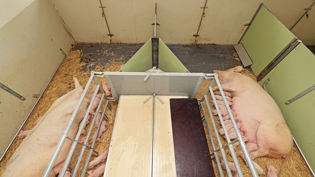 Stallklima Schweine Unterflur-Lüftung Foto aus der Vogelperspektive auf zwei nebeneinander liegende Abferkelbuchten: Die Sauen liegen darin auf der Seite, die Ferkel saugen. Dazwischen ragt ein dreieckiger Schacht aus dem Boden.