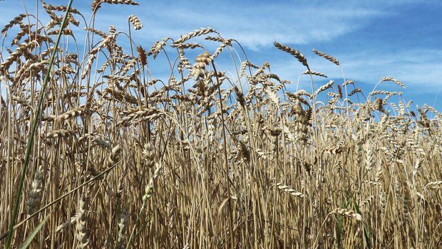 Reife Weizenähren stehen vor blauem Himmel auf dem Feld.