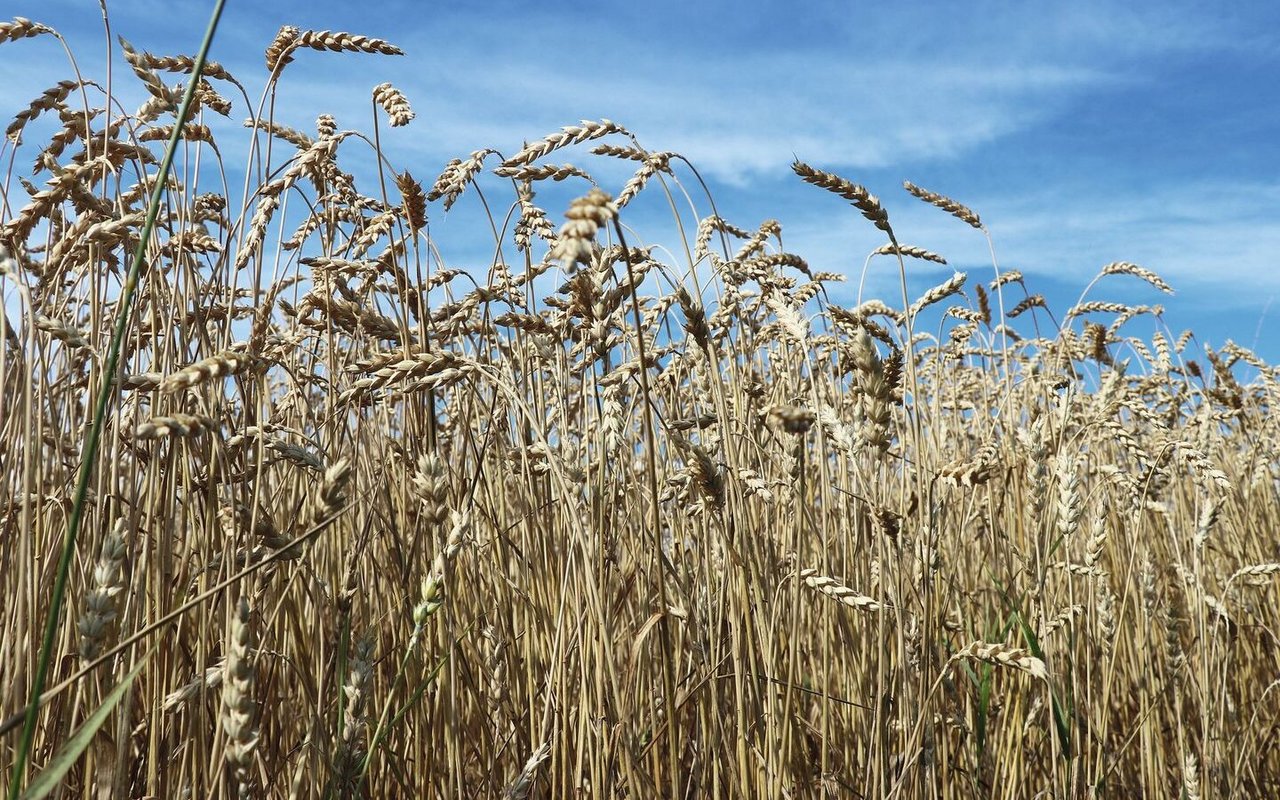 Reife Weizenähren stehen vor blauem Himmel auf dem Feld.