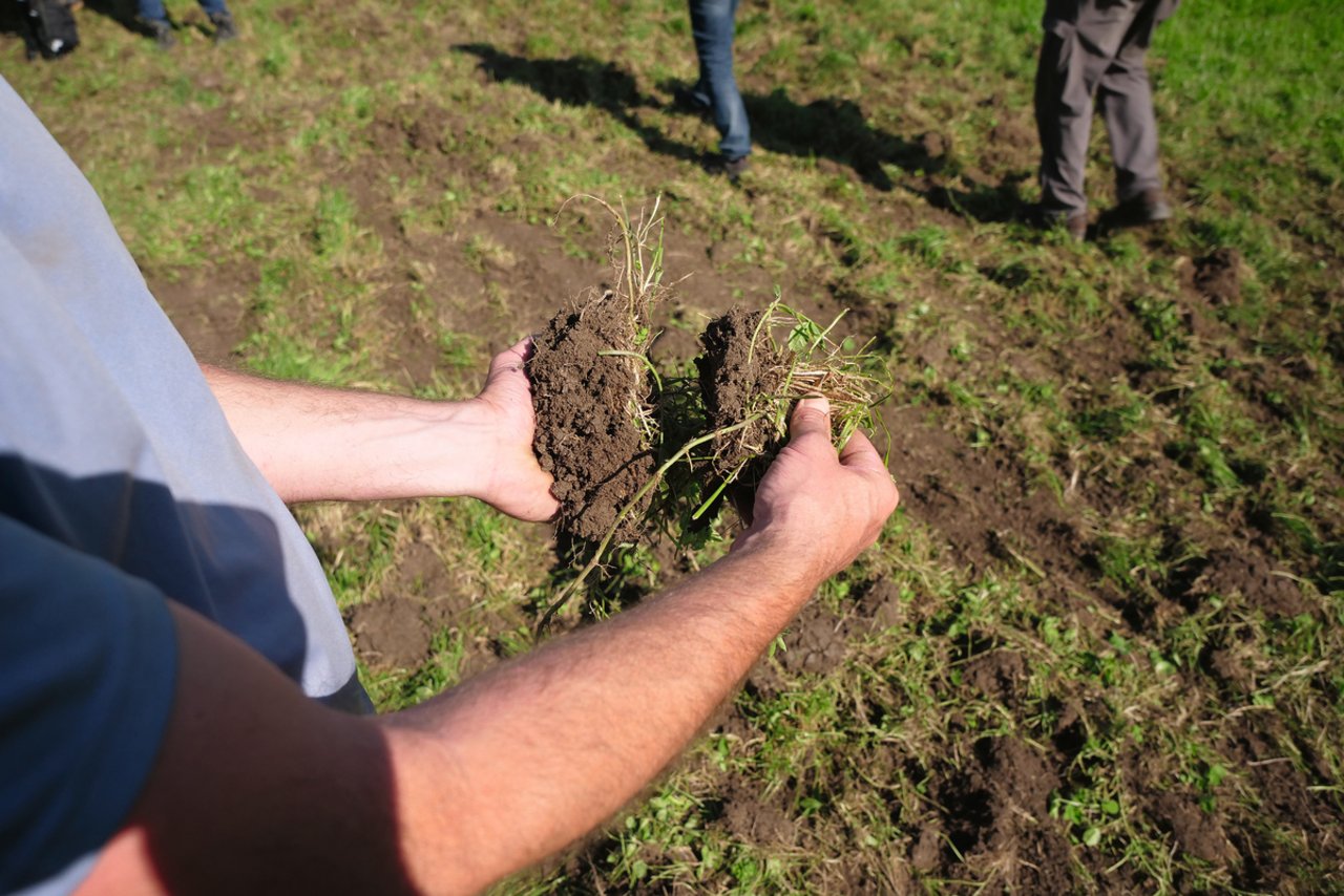 Flach geschnitten, trocknen die Wurzeln schnell aus. Bild: Beat Schmid