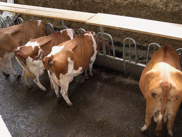 Kühe fressen direkt vom Fahrsilo, sparen Maschinenkosten und geben erst noch mehr Milch Walter Bührer hat in Biberen SH das Fahrsilo bis zur Perfektion angepasst. Am Boden zum Beispiel sorgt ein schräg angebrachtes Brett dafür, dass sämtliches Futter gefressen wird. Bild: zVg