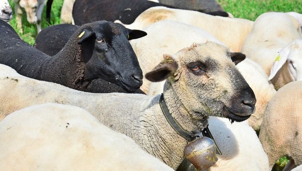 Seit 2020 werden Abgänge von Schafen in der TVD erfasst. Allerdings gibt es keine Möglichkeit, die Gründe für die Abmeldung eines Tieres zu erfassen.