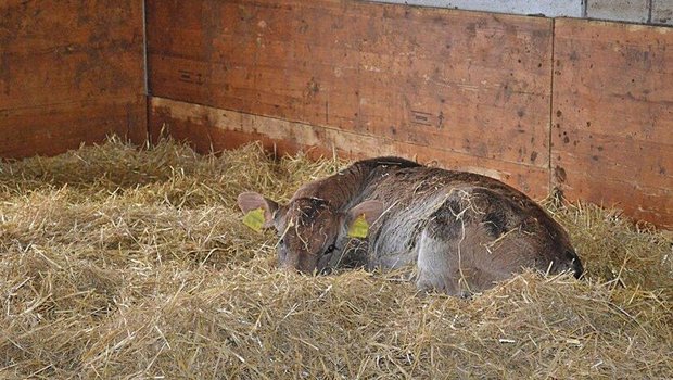 Ein Kalb liegt müde im Stroh.