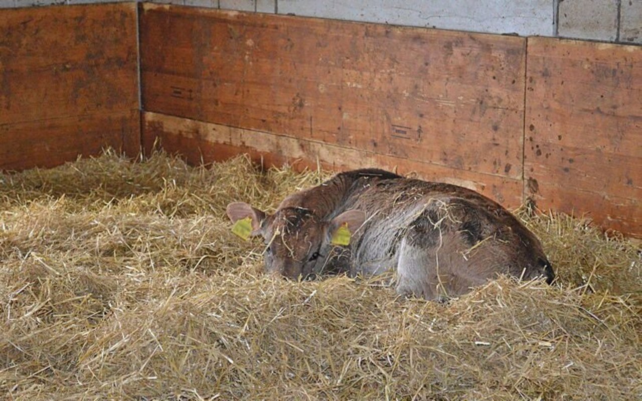 Ein Kalb liegt müde im Stroh.