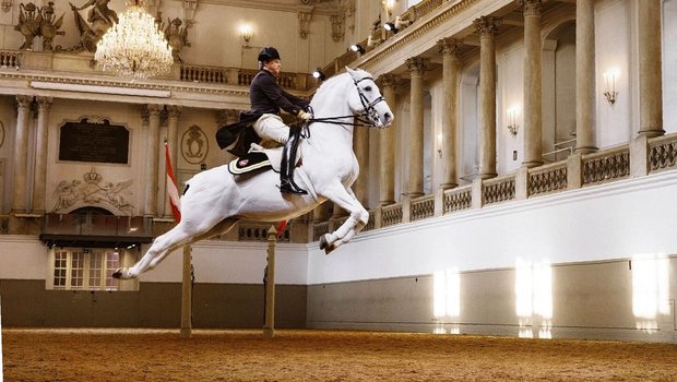 Die Capriole gehört zu den anspruchvollsten Lektionen der Dressur.