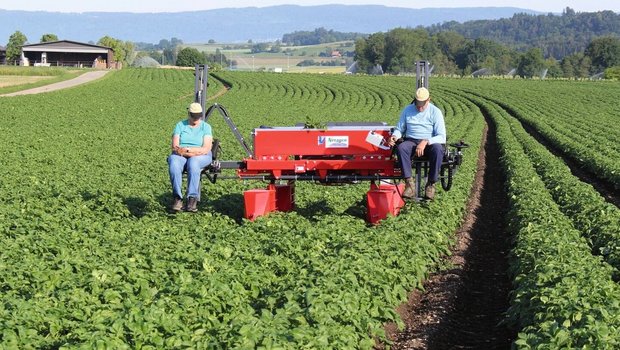 Saatkartoffel-Produz Saatkartoffel-Produzenten müssen Pflanzen mit Virusbefall konsequent entfernen.