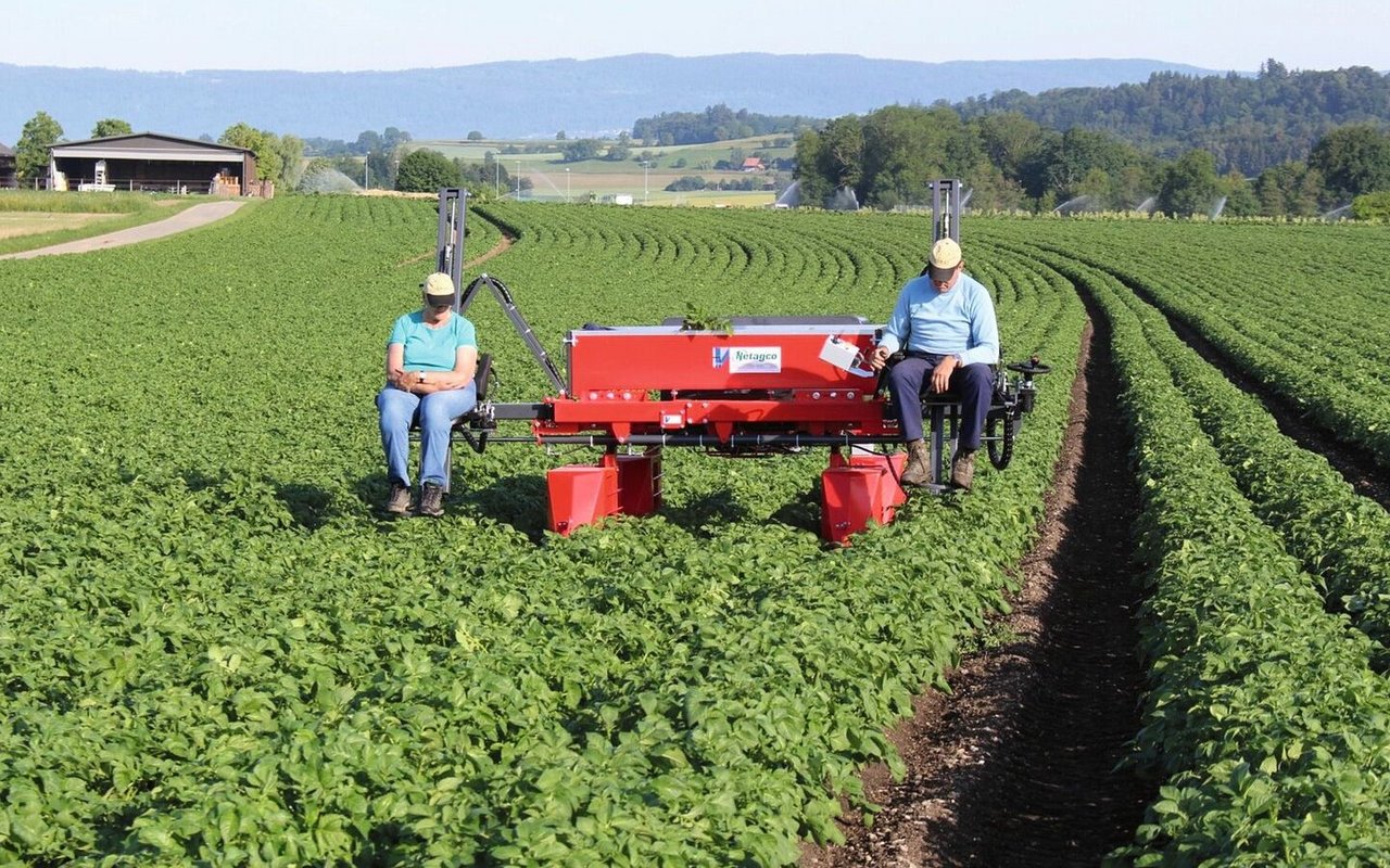 Saatkartoffel-Produzenten müssen Pflanzen mit Virusbefall konsequent entfernen.