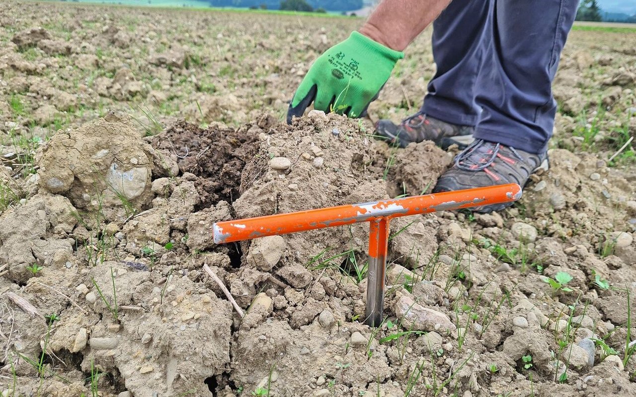 … die aufgelockerte Schicht misst rund 70 Zentimeter, ohne dass die Bodenschichten vermischt wurden. Die Gründüngung hilft den Boden mit Wurzeln zu stabilisieren.