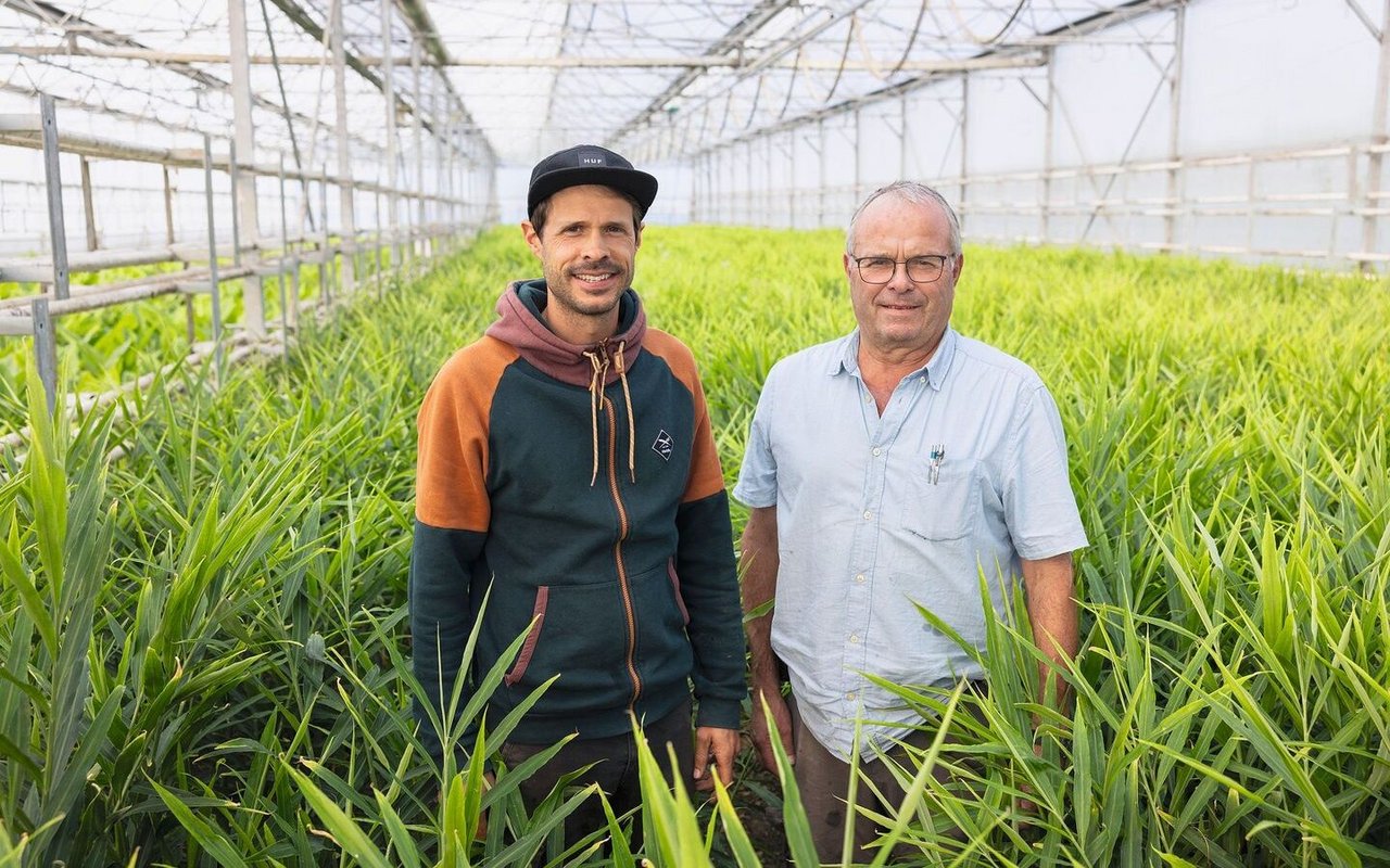 Samuel und Stephan Müller bauen sehr erfolgreich Ingwer an. Die Gewürzpflanzemag Temperaturen von 15 und 25 Grad, aber keine direkte Sonnenbestrahlung.