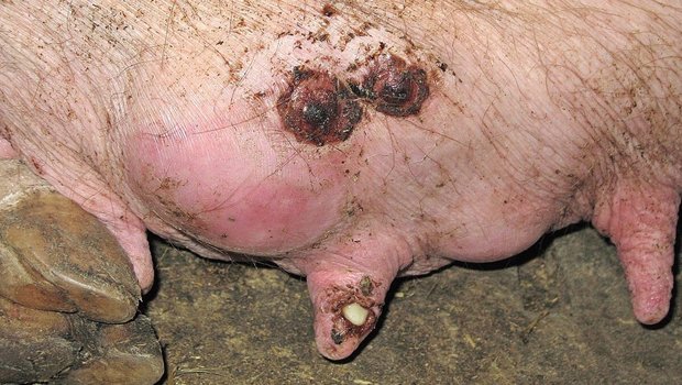 Strahlenpilz oder Gesäugeaktinomykose Das Gesäuge einer Muttersau ist stark entzündet und es fliesst Eiter ab.