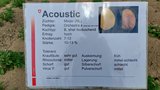 Die neue Kraut- und Knollenfäule tolerante Kartoffelsorte Acoustic. (Bild: Geraldine Zutter / «die grüne»)