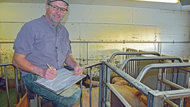Mit 128 Muttersauen kann sich Peter Bühlmann nicht über mangelnde Arbeit beklagen. (Bild Peter Fankhauser)