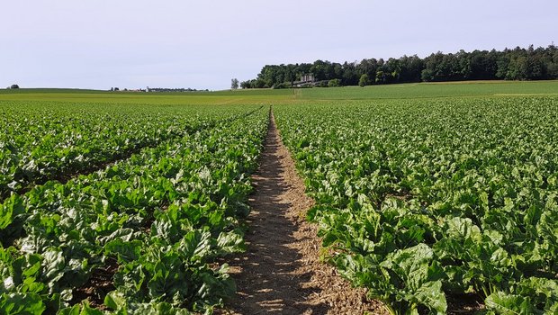 Weil Landwirt Thomas Dünki Fahrgassen in seinen Zuckerrüben anlegt, sät er diese auf einen Reihenabstand von 45 cm. «So verliere ich bei den Fahrgassen nicht zu viel Platz, und die Kultur ist robust gegen Spätverunkrautung.» Bild: zVg