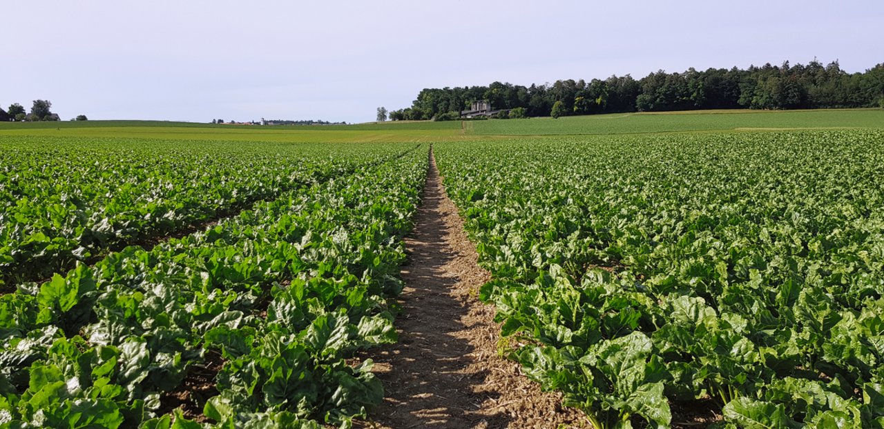 Weil Landwirt Thomas Dünki Fahrgassen in seinen Zuckerrüben anlegt, sät er diese auf einen Reihenabstand von 45 cm. «So verliere ich bei den Fahrgassen nicht zu viel Platz, und die Kultur ist robust gegen Spätverunkrautung.» Bild: zVg