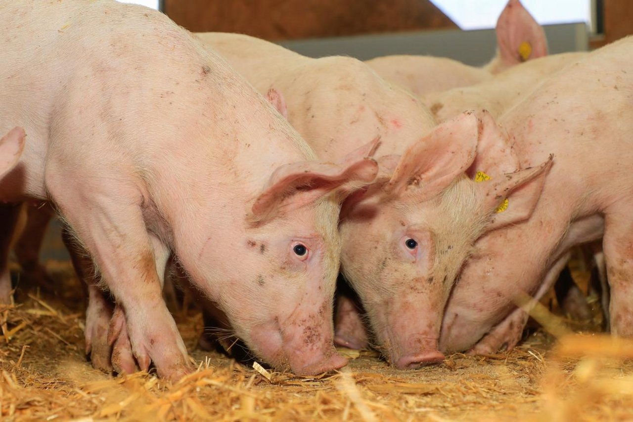 Der plötzliche Tod schöner und gesunder Tiere ist emotional belastend und kann finanziell verheerend sein. Bild: Peter Röthlisberger