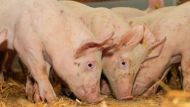 Der Schweinegesundheitsdienst auf Spurensuche bei toten Schweinen Der plötzliche Tod schöner und gesunder Tiere ist emotional belastend und kann finanziell verheerend sein. Bild: Peter Röthlisberger